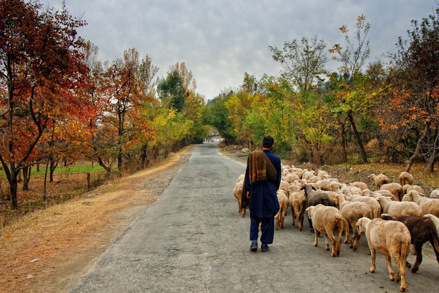 A shepherd boy heading home with his sheep in Swat Valley