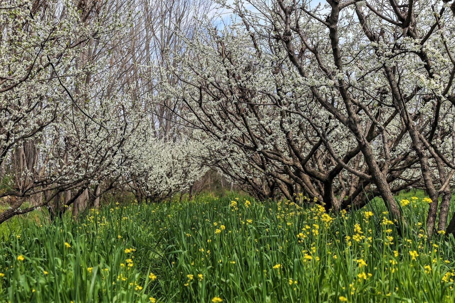 Arrival of spring in Swat valley
