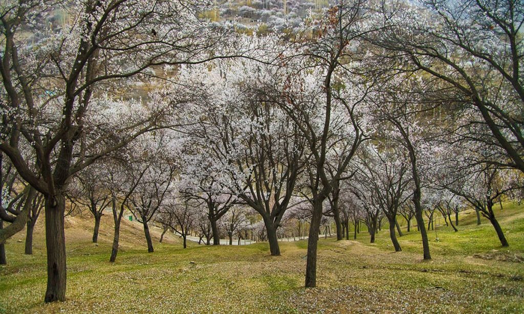 Cherry blossom in garden Hunza Valley