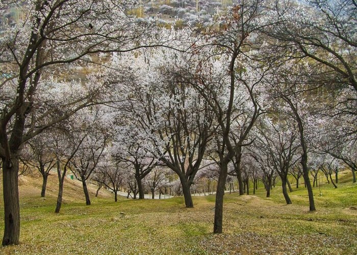 Cherry blossom in garden Hunza Valley