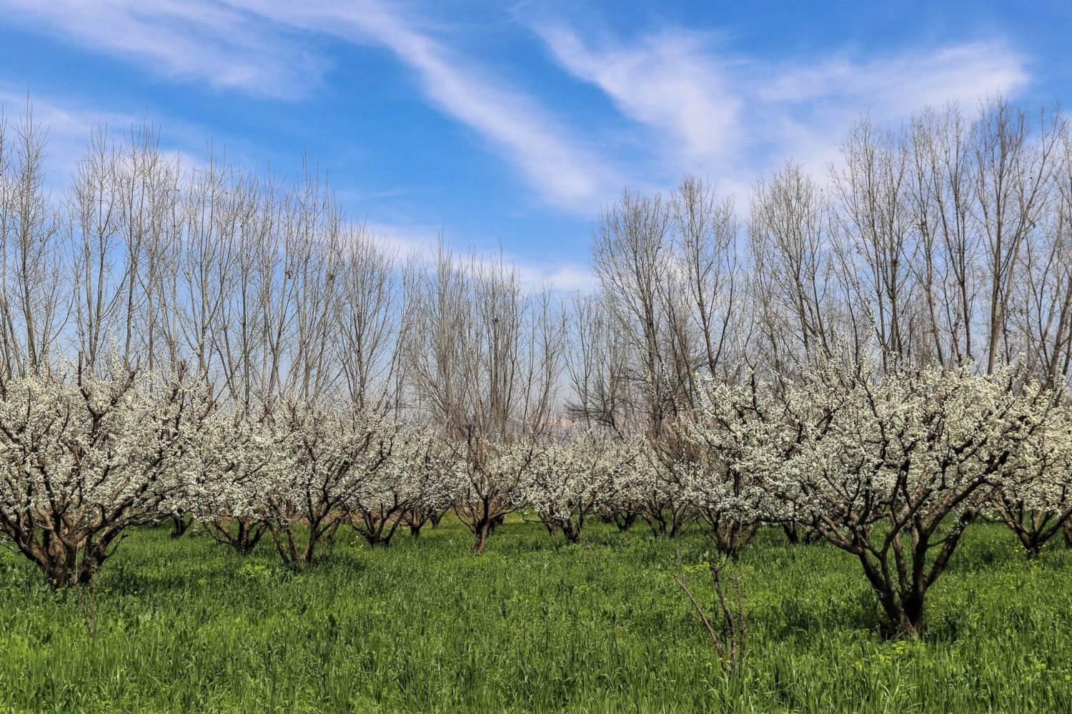 Cherry blossom in garden Swat Valley