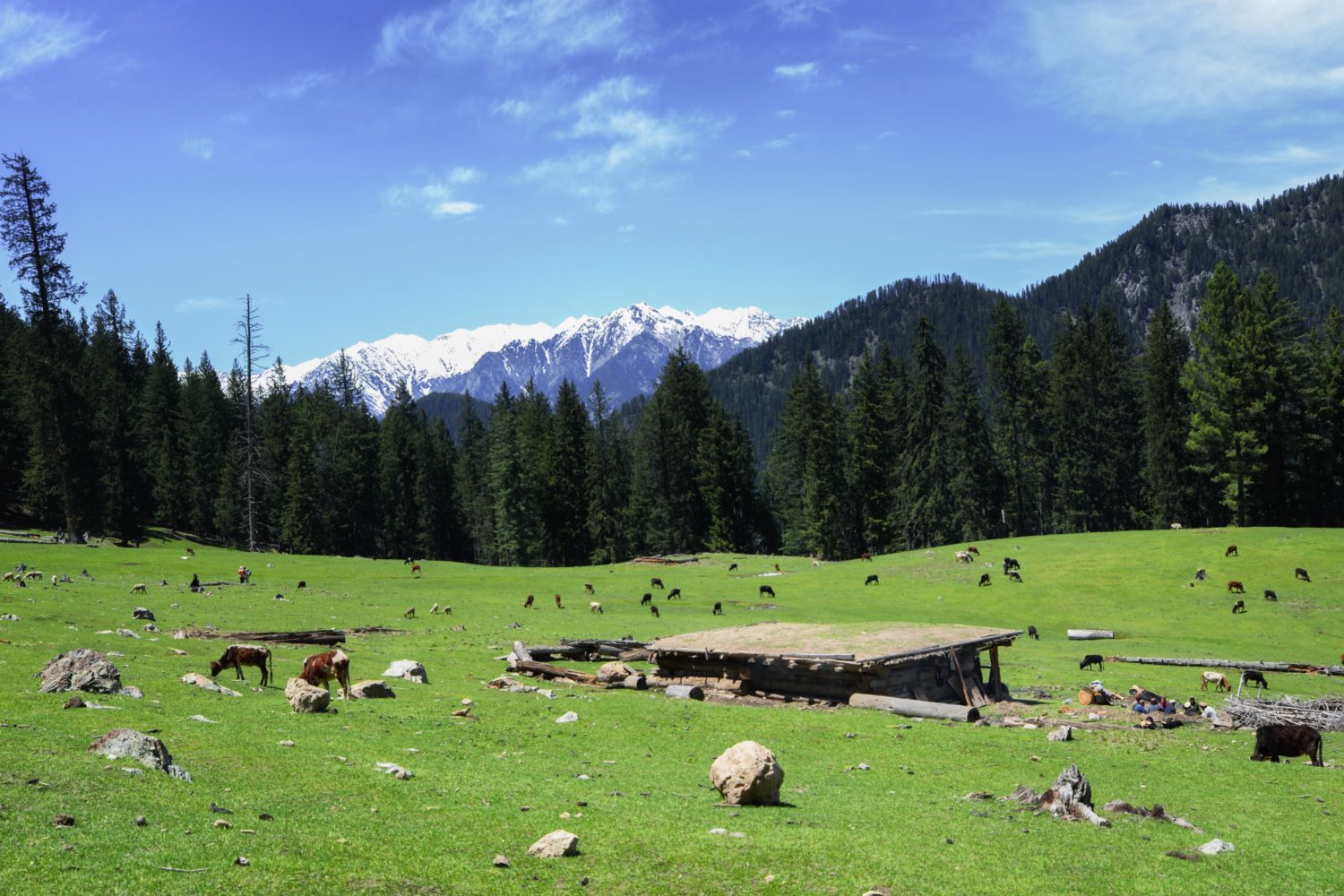 Meadow on the way to Jahaz Banda Kumrat valley