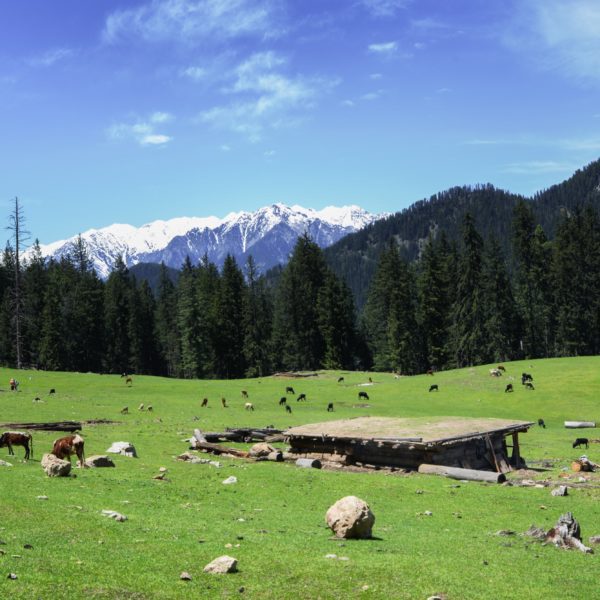 Meadow on the way to Jahaz Banda Kumrat valley