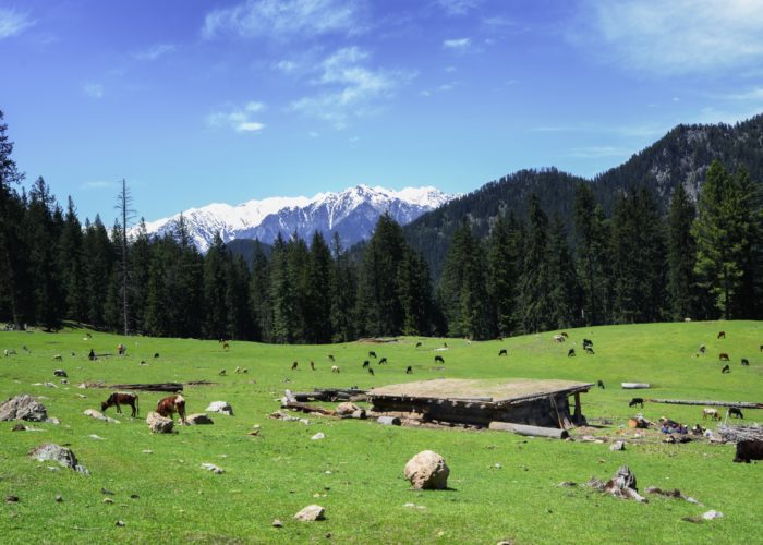 Meadow on the way to Jahaz Banda Kumrat valley